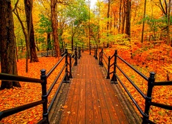 Drewniany pomost z barierkami w jesiennym lesie