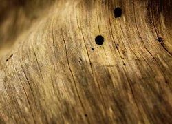 Drewno w teksturze