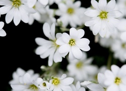 Drobne białe kwiatki rogownicy w rozmyciu
