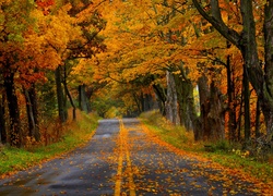 Droga asfaltowa w jesiennym pejzażu