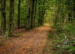 Droga i paprocie pomiędzy drzewami w lesie