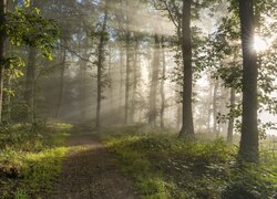 Las, Droga, Przebijające światło, Słońce, Drzewa