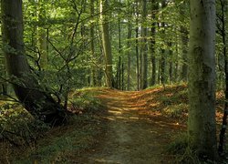 Droga między drzewami prowadząca przez las