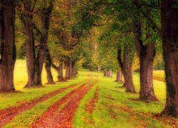 Droga między drzewami usłana liśćmi