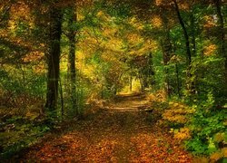 Droga między drzewami w jesiennym lesie