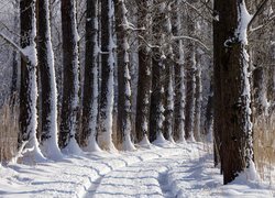 Droga między drzewami zimą