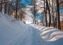 Droga między drzewami zimową porą