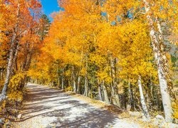 Droga między jesiennymi brzozami w lesie