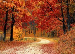 Droga otoczona złotymi jesiennymi drzewami