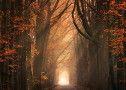 Las, Jesień, Ścieżka, Drzewa
