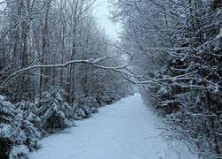 Droga pomiędzy drzewami w zimowym lesie