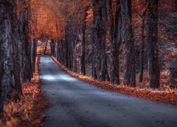 Droga pomiędzy szpalerami jesiennych drzew