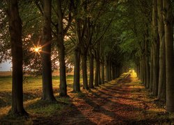 Droga pomiędzy szpalerami zielonych drzew
