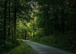 Droga pomiędzy zielonymi drzewami w lesie
