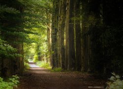 Droga pomiędzy zielonymi drzewami