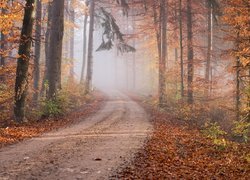 Droga pośród jesiennych drzew w zamglonym lesie