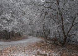 Droga pośród oszronionych drzew