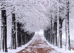 Zima, Droga, Ośnieżone, Drzewa, Śnieg