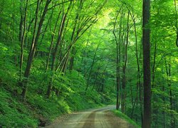 Droga pośród zielonych drzew w lesie