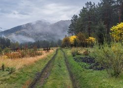 Góry, Drzewa, Krzewy, Las, Droga