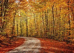 Droga prowadząca przez las jesienny