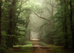 Las, Drzewa, Droga, Mgła