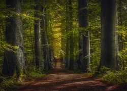 Droga prowadząca w głąb lasu