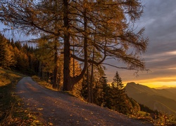 Droga prowadząca zboczem góry do lasu