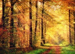 Droga przez jesienny las w promieniach słońca