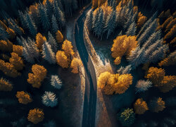 Droga przez jesienny las z lotu ptaka