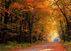 Droga przez jesienny słoneczny las