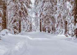 Droga przez las przysypana śniegiem