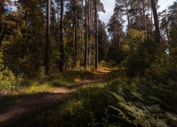 Droga przez las rozświetlony słońcem