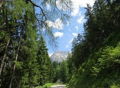 Droga przez las w kierunku gór Dachstein w Austrii