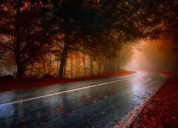 Droga, Las, Drzewa, Mgła, Jesień