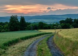 Pole, Droga, Trawa, Drzewa, Chmury, Zachód słońca