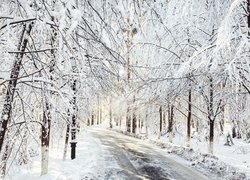 Droga przez zaśnieżony las