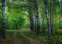 Droga przez zielony las brzozowy