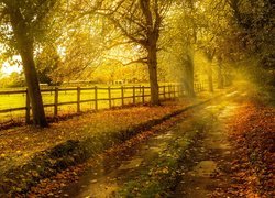 Jesień, Droga, Drzewa, Ogrodzenie, Promienie słońca