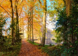 Park, Drzewa, Staw, Jesień, Ścieżka