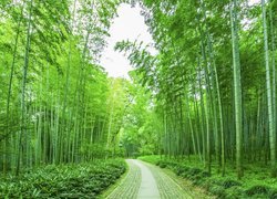 Droga w bambusowym lesie
