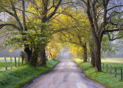 Stany Zjednoczone, Stan Tennessee, Park Narodowy Great Smoky Mountains, Dolina Cades Cove, Wiosna, Droga, Drzewa