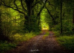 Droga w gęstym zielonym lesie