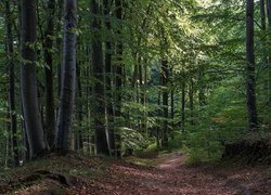 Droga w głąb lasu