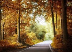 Droga w jesiennym liściastym lesie