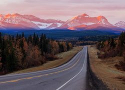 Droga, Góry Skaliste, Lasy, Drzewa, Alberta, Kanada