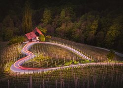 Droga w kształcie serca wokół winnicy we wsi Spicnik