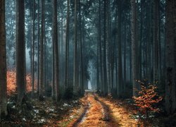 Droga w lesie jesienią