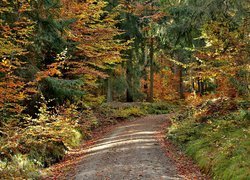 Droga w lesie jesienną porą