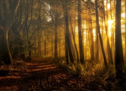 Droga w lesie oświetlona słońcem przebijającym między drzewami